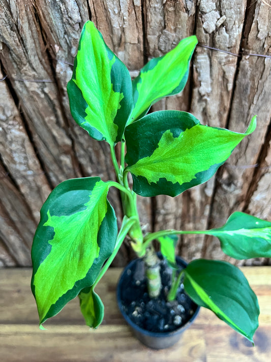 Aglaonema modestum medio pictum aka ‘Shingii’ C142