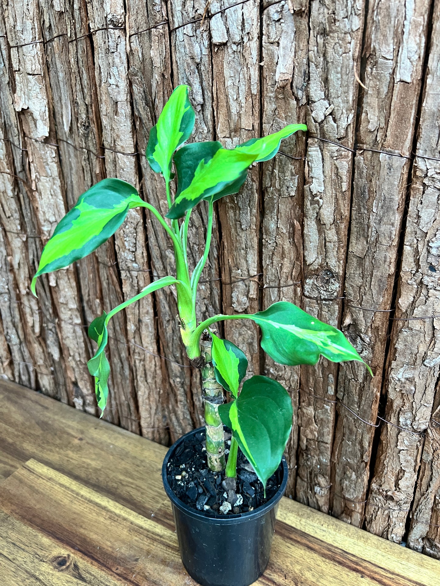 Aglaonema modestum medio pictum aka ‘Shingii’ C142