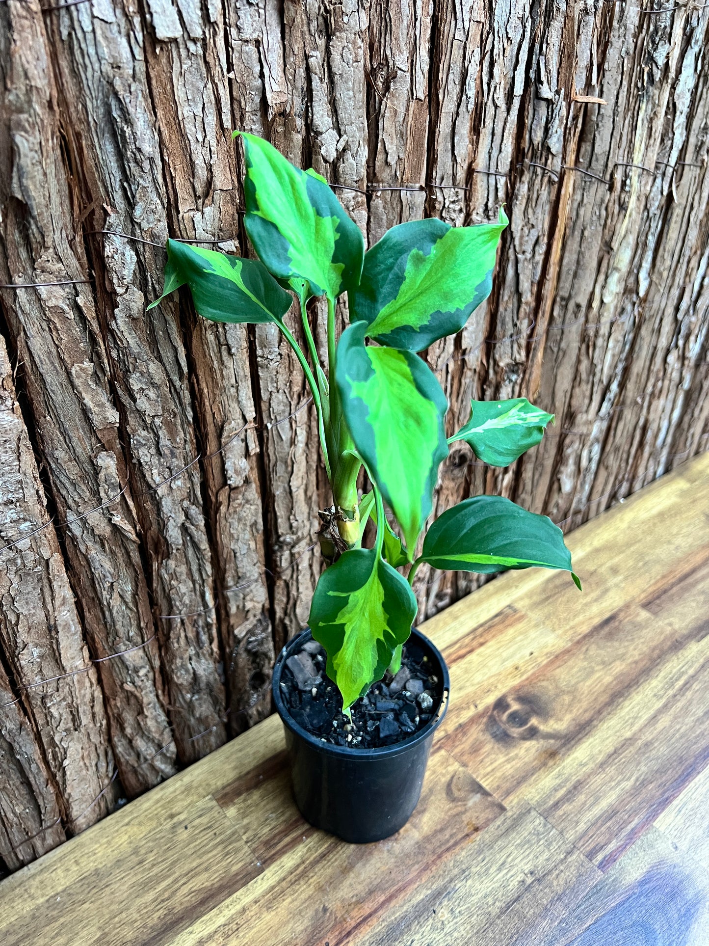 Aglaonema modestum medio pictum aka ‘Shingii’ C142