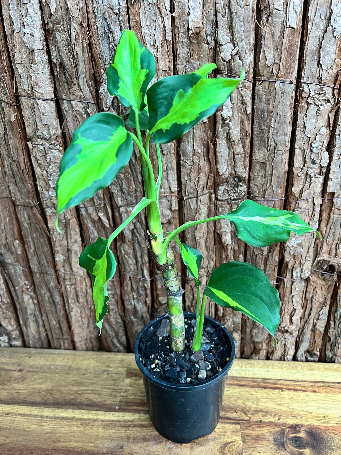 Aglaonema modestum medio pictum aka ‘Shingii’ C142