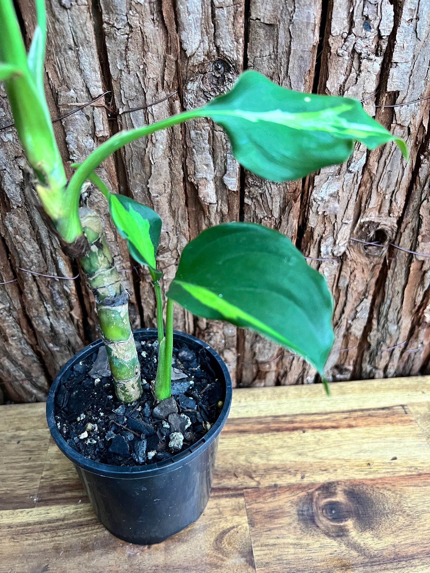 Aglaonema modestum medio pictum aka ‘Shingii’ C142