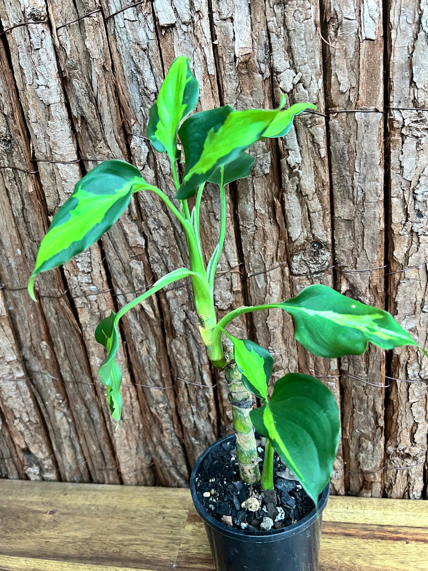 Aglaonema modestum medio pictum aka ‘Shingii’ C142