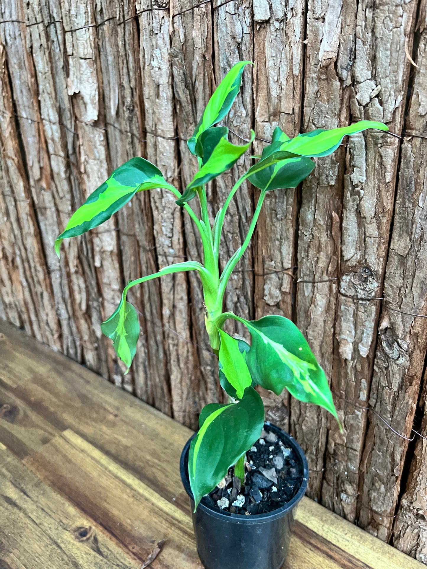 Aglaonema modestum medio pictum aka ‘Shingii’ C142