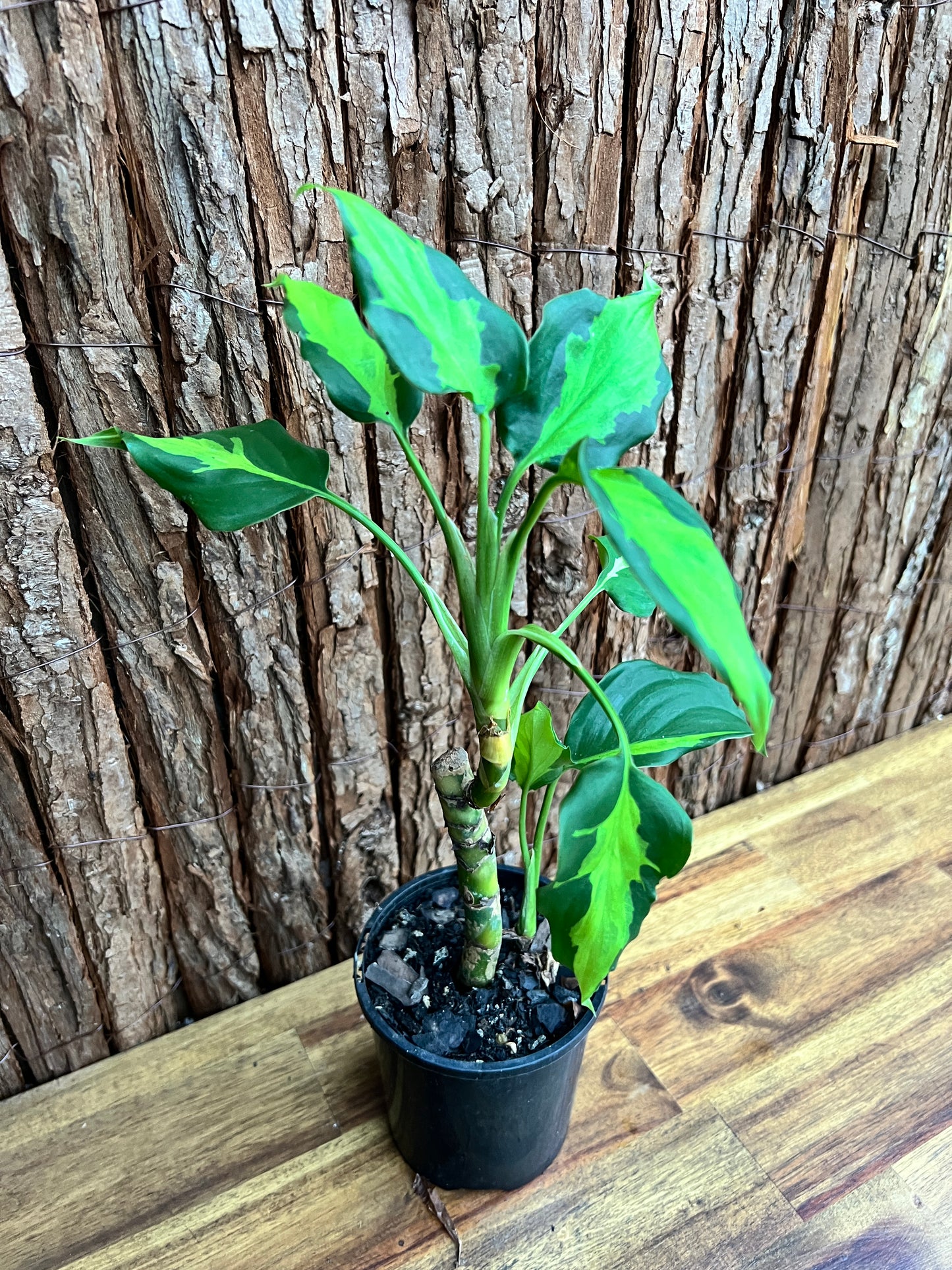 Aglaonema modestum medio pictum aka ‘Shingii’ C142