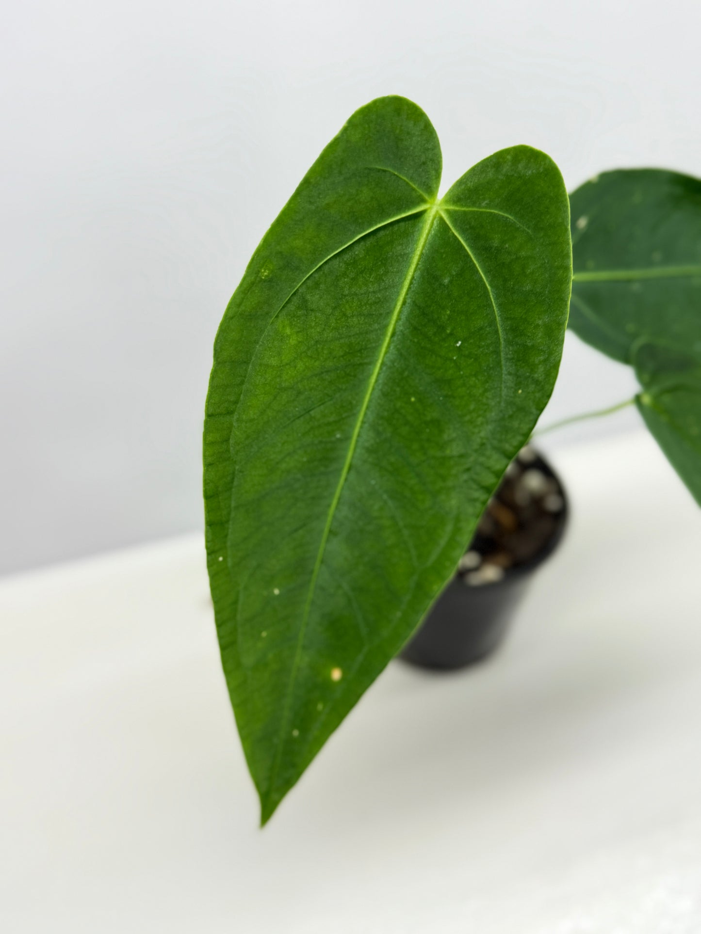 Anthurium Warocqueanum x sp. Nutibara Z7