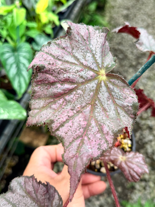 Begonia Hybrid R74