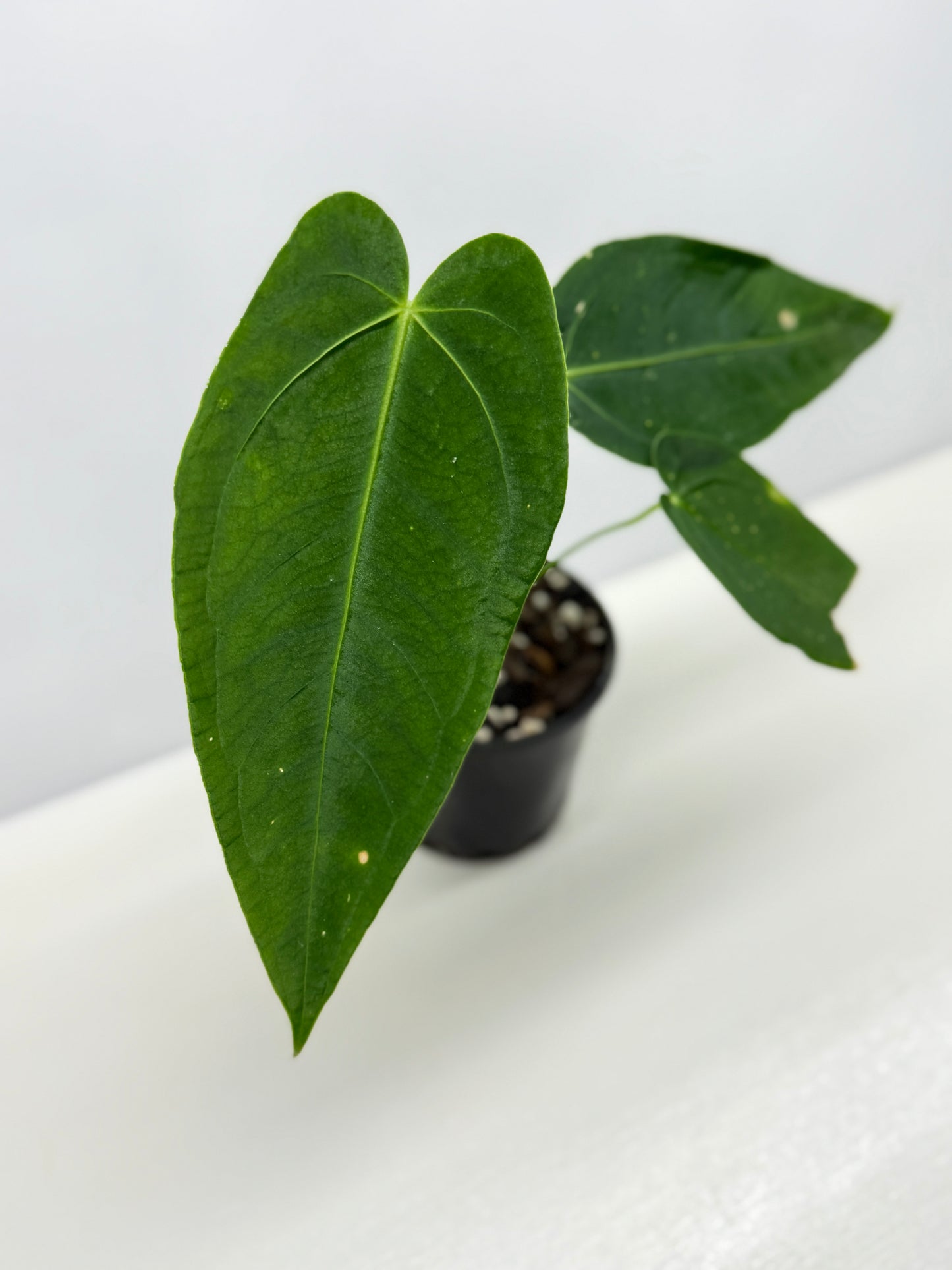 Anthurium Warocqueanum x sp. Nutibara Z7