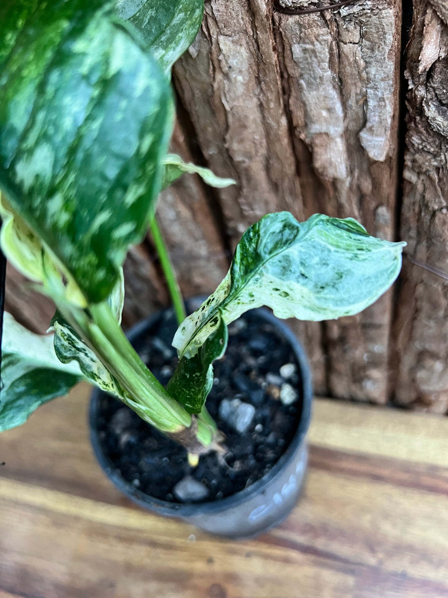 Rhaphidophora 'Puberula Variegata' - Highly Variegated C144