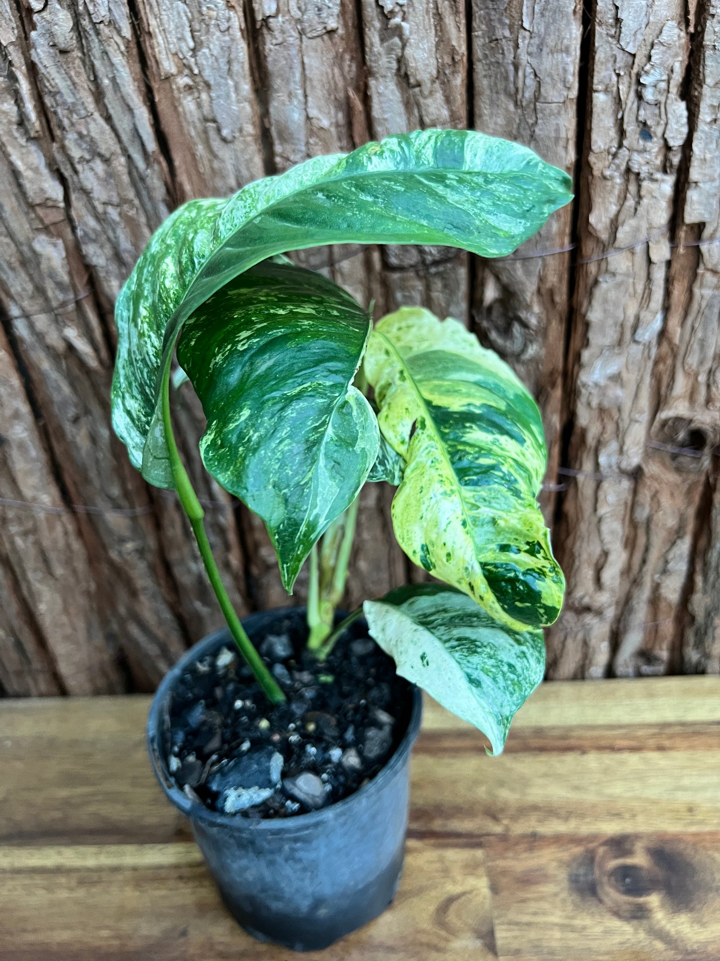 Rhaphidophora 'Puberula Variegata' - Highly Variegated C144