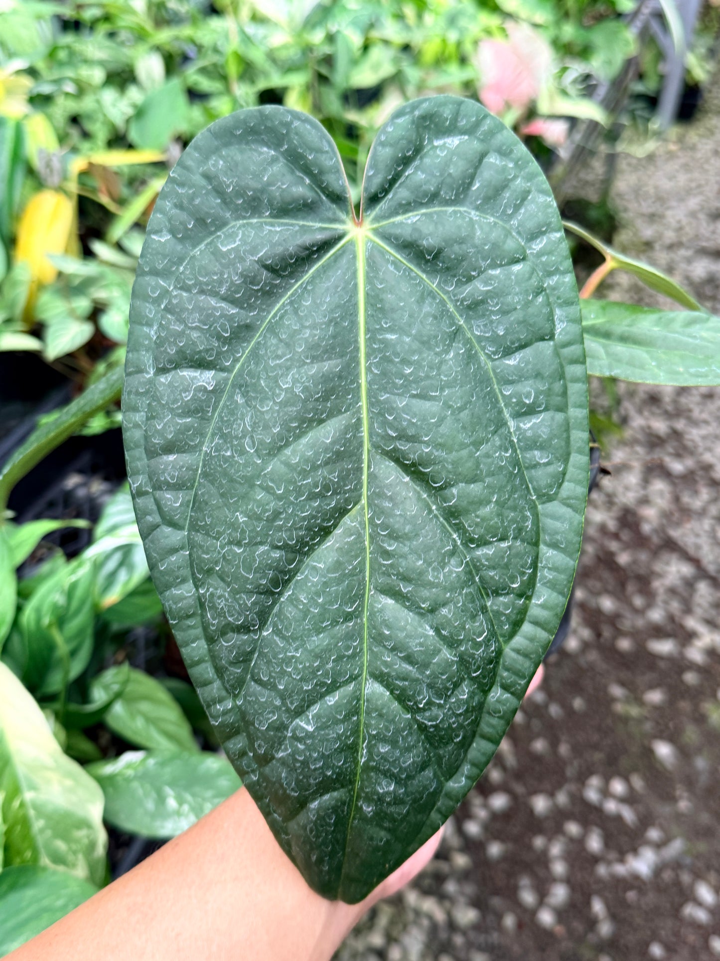 Anthurium Forgetii x Luxurian O71