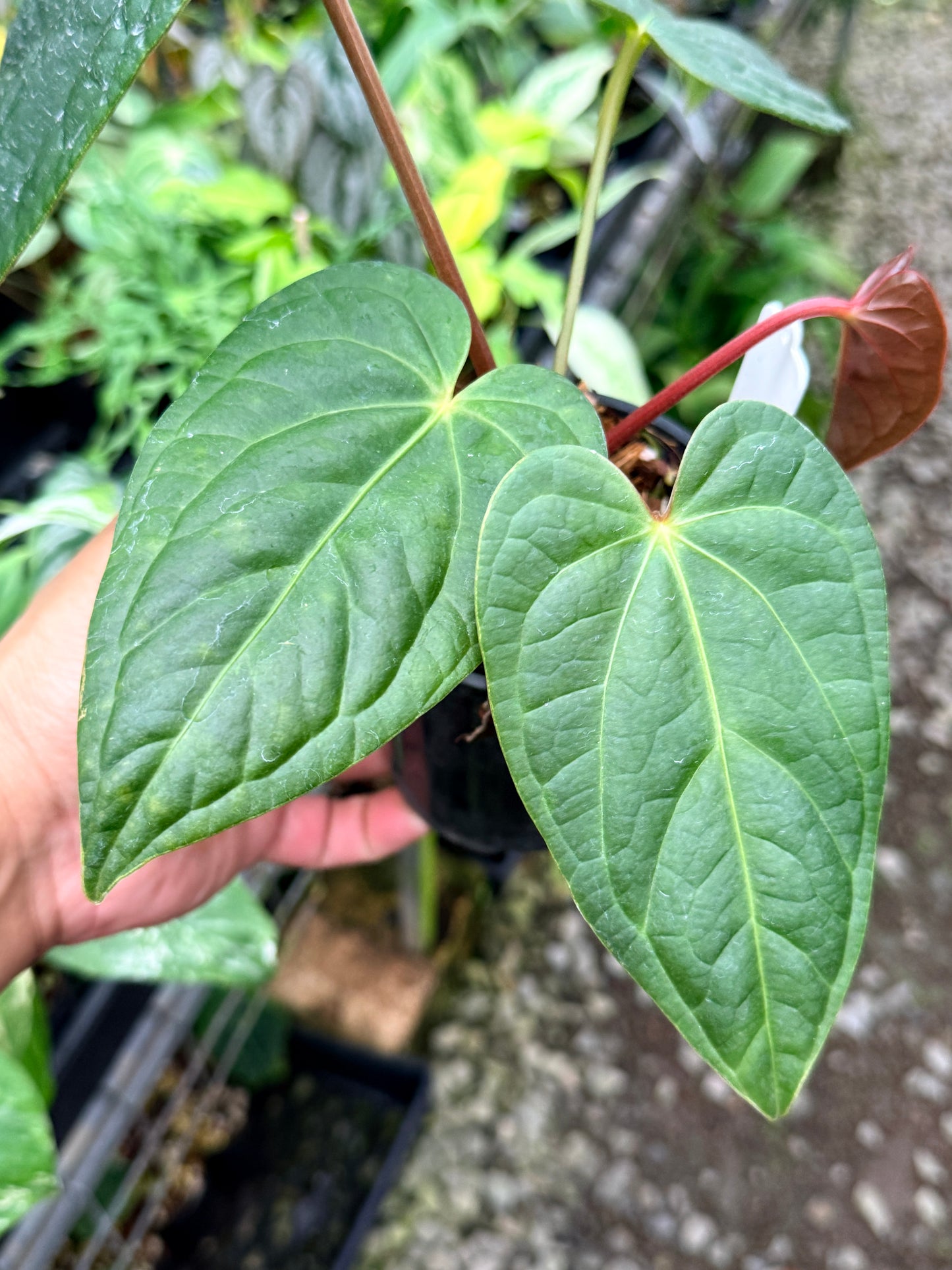 Anthurium Forgetii x Luxurian O71