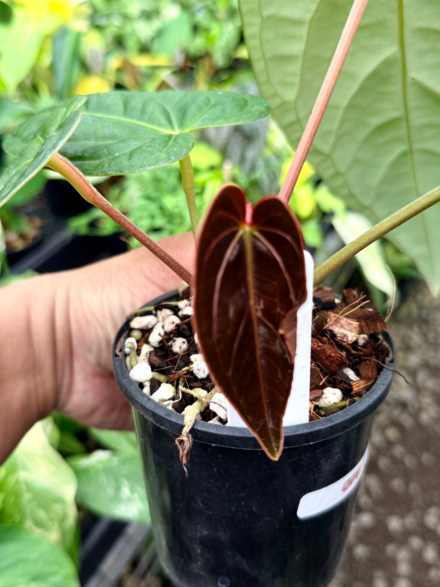 Anthurium Forgetii x Luxurian O71