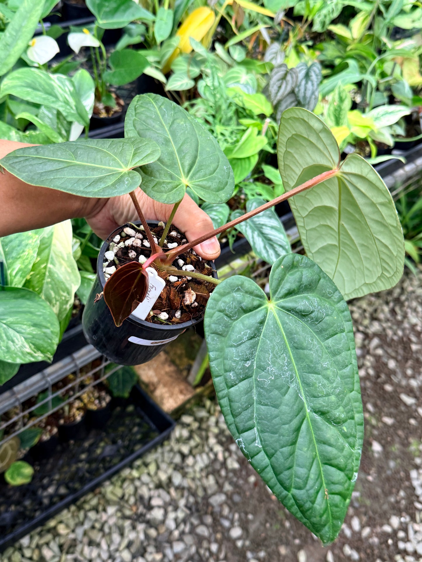 Anthurium Forgetii x Luxurian O71