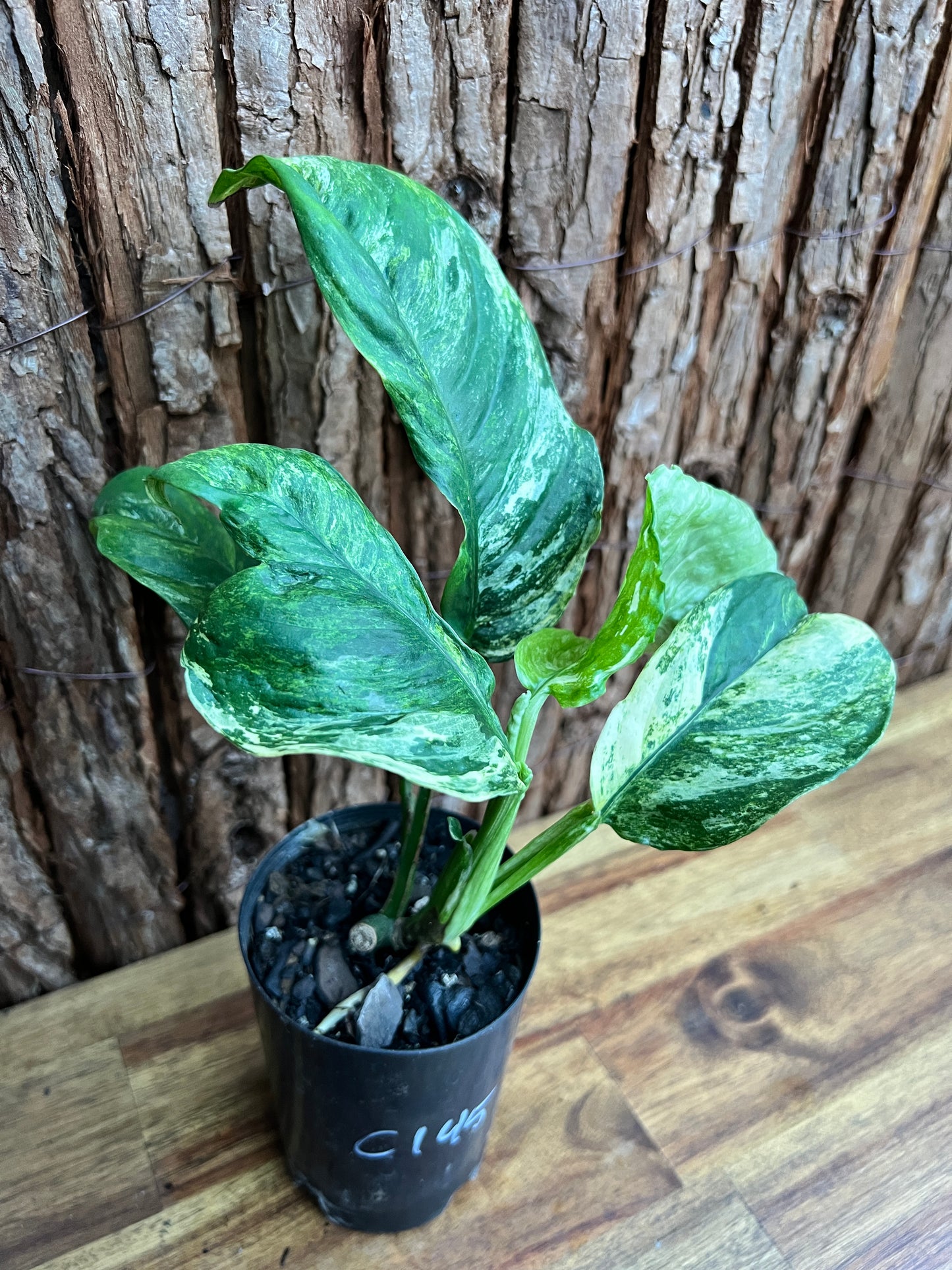 Rhaphidophora 'Puberula Variegata' - Highly Variegated C145