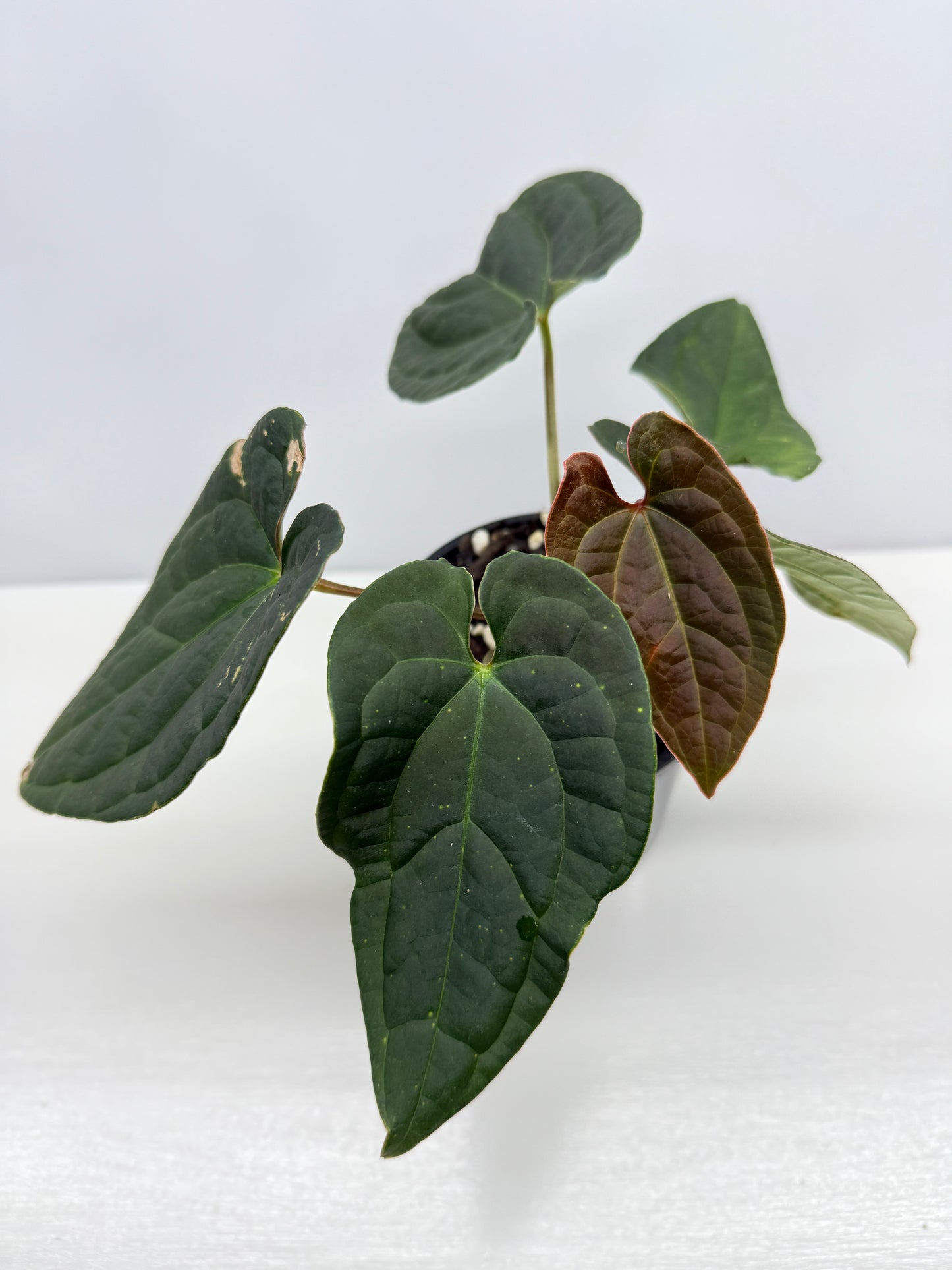 Anthurium Luxurians x Crystallinum Z6