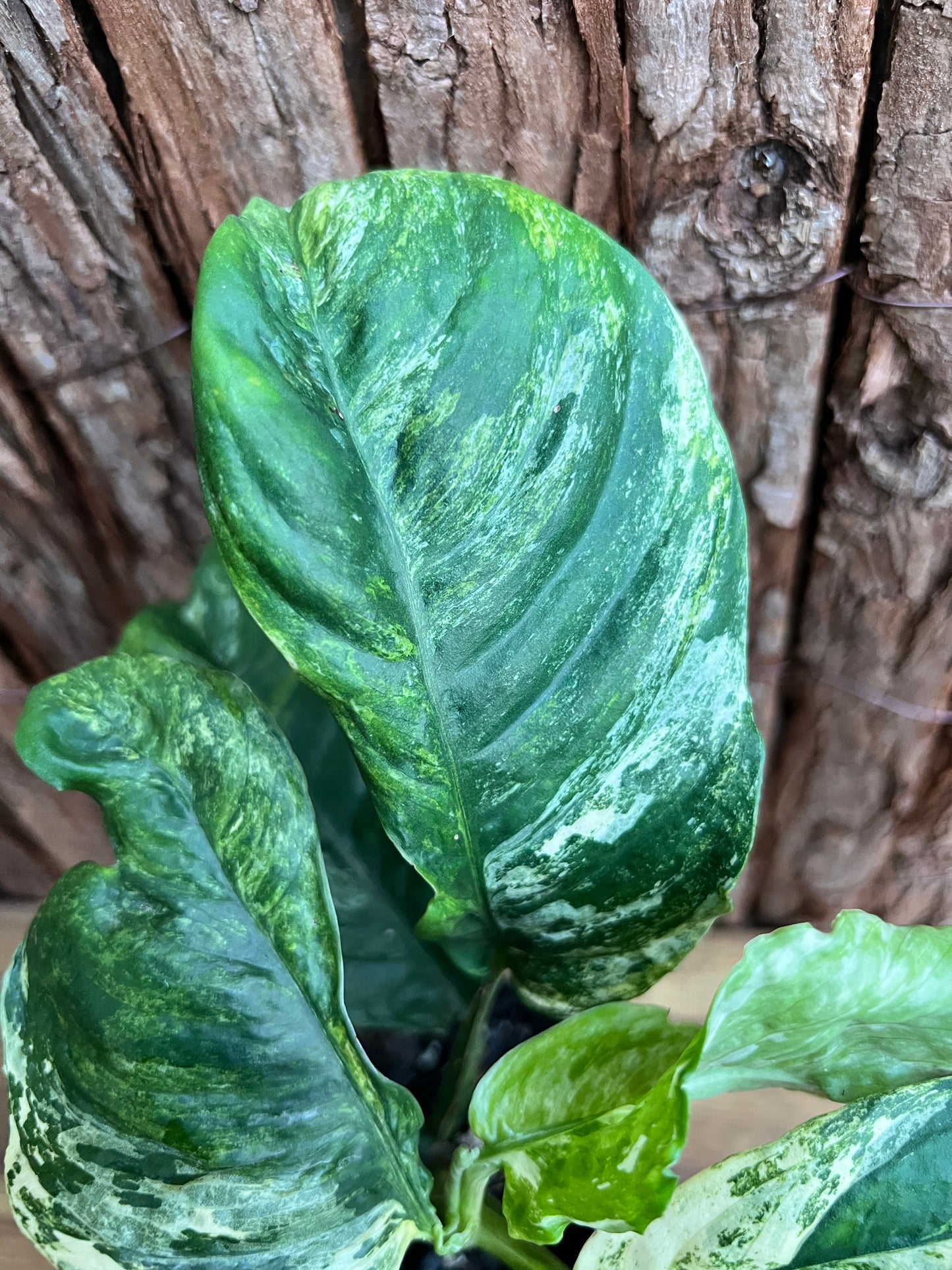 Rhaphidophora 'Puberula Variegata' - Highly Variegated C145