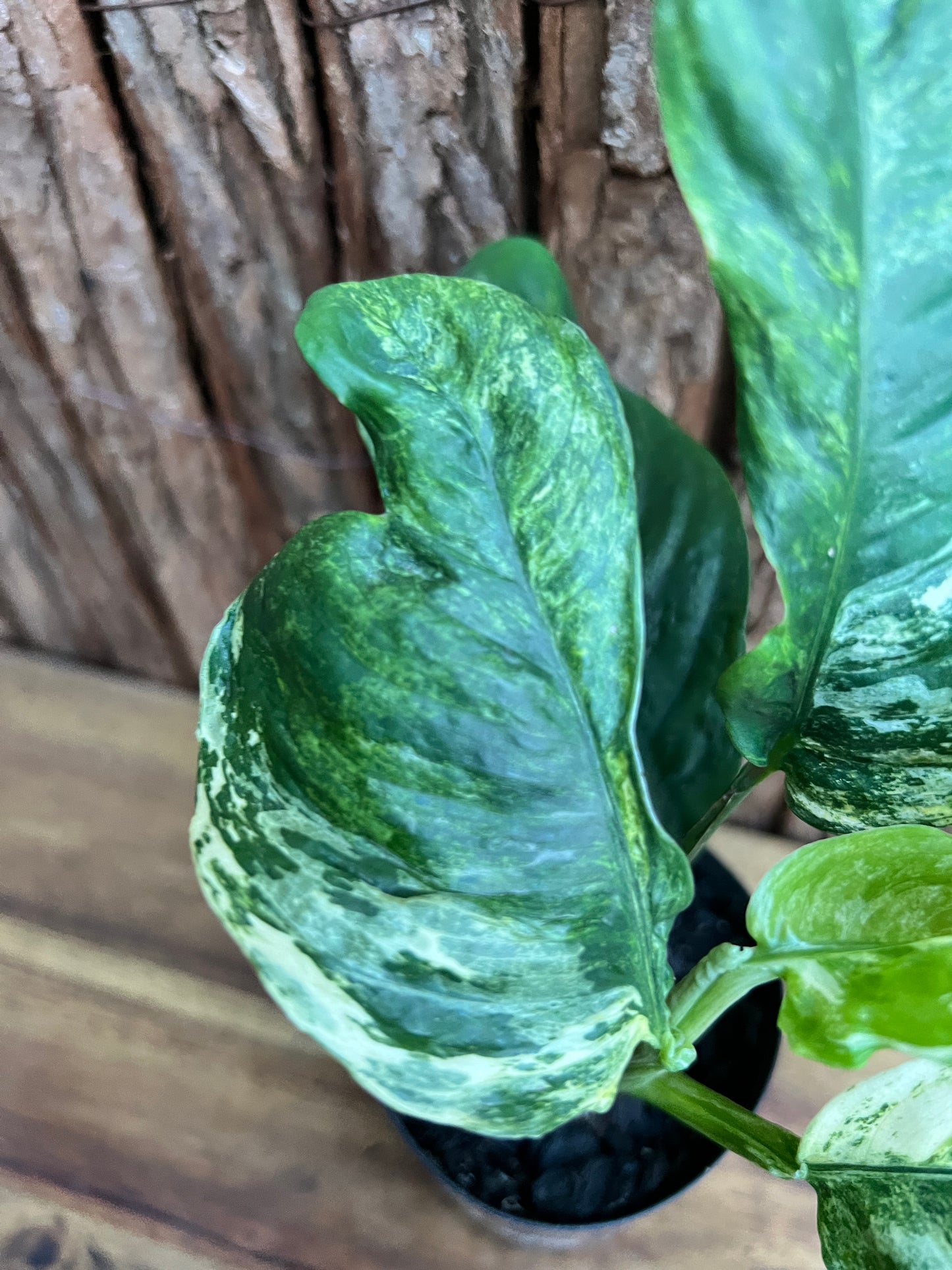 Rhaphidophora 'Puberula Variegata' - Highly Variegated C145