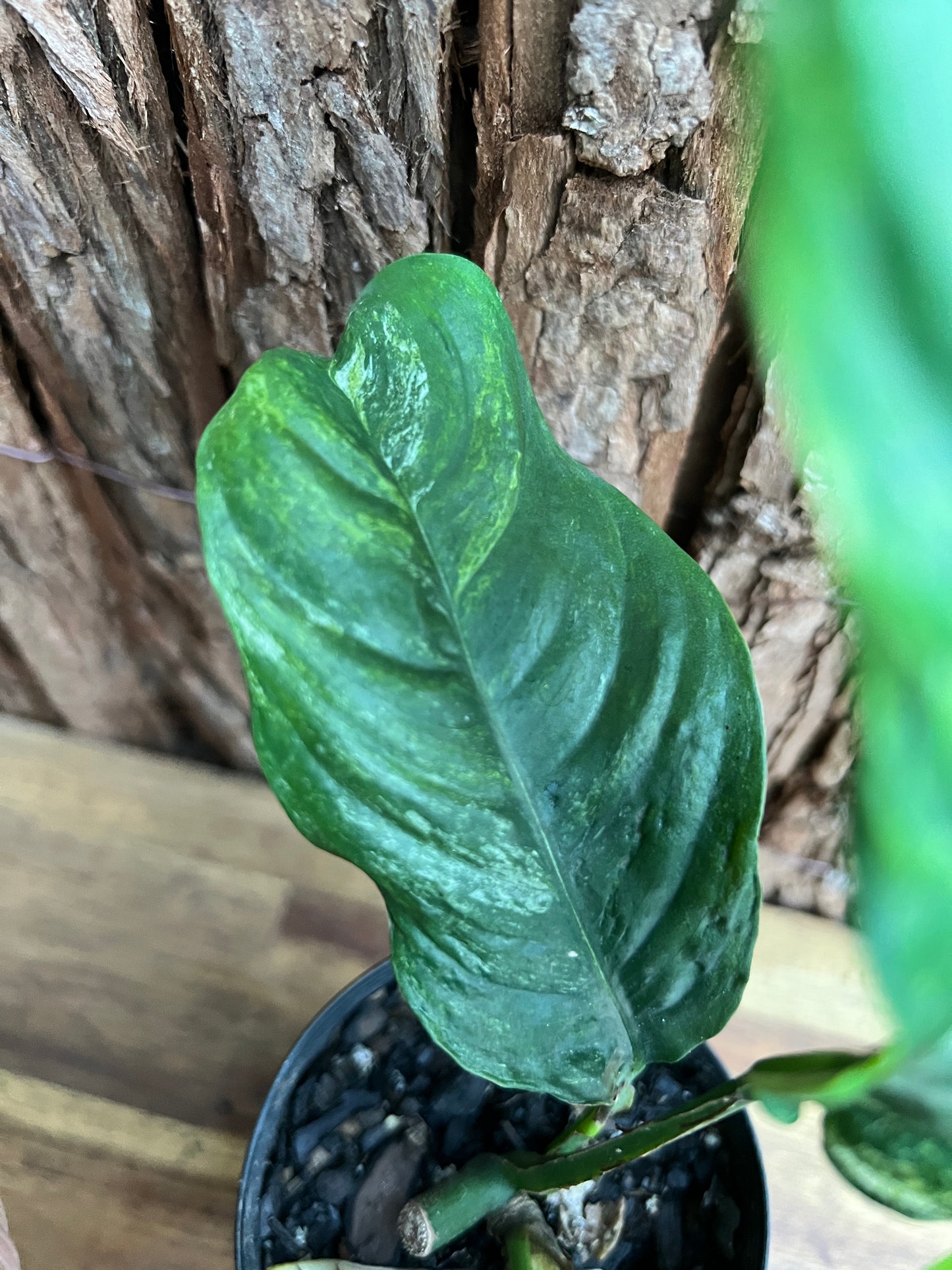 Rhaphidophora 'Puberula Variegata' - Highly Variegated C145