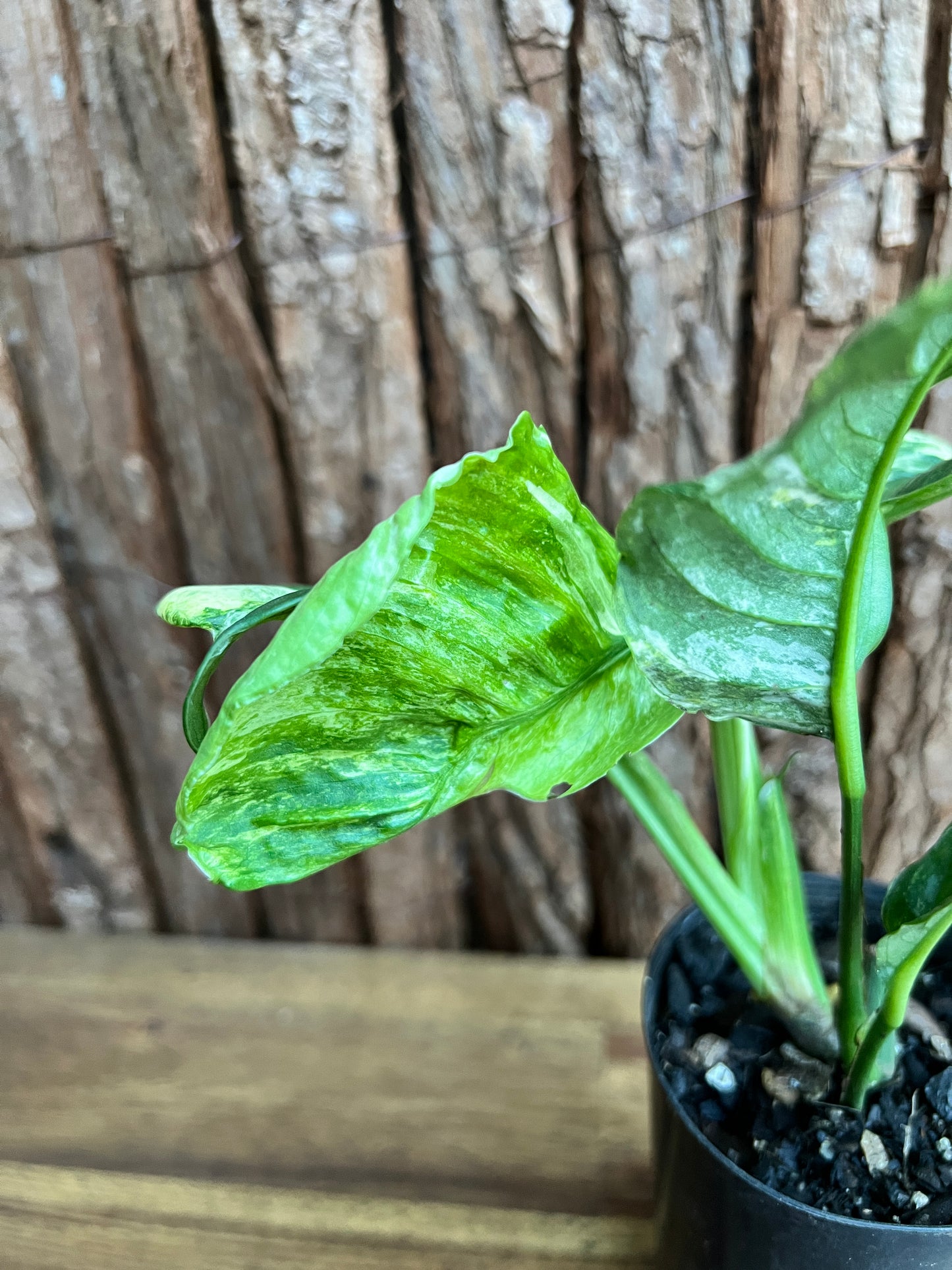 Rhaphidophora 'Puberula Variegata' - Highly Variegated C145