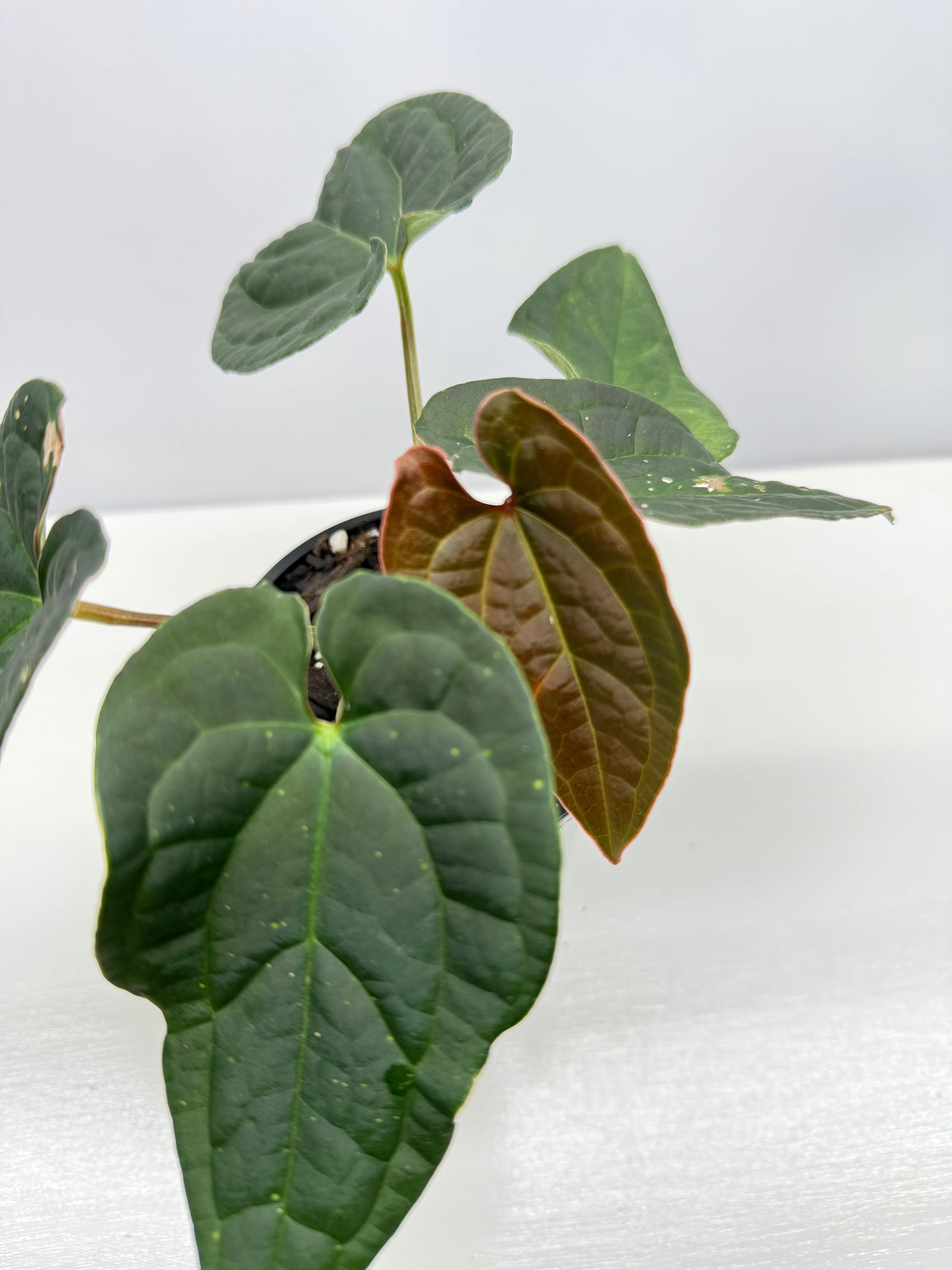 Anthurium Luxurians x Crystallinum Z6