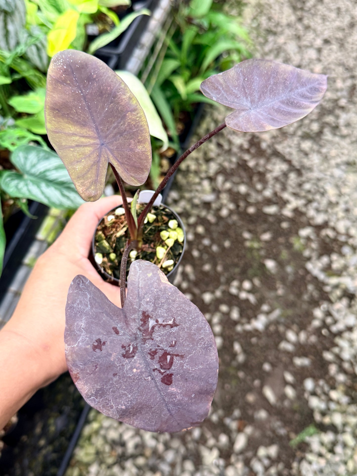 Colocasia 'Streak Back' I64