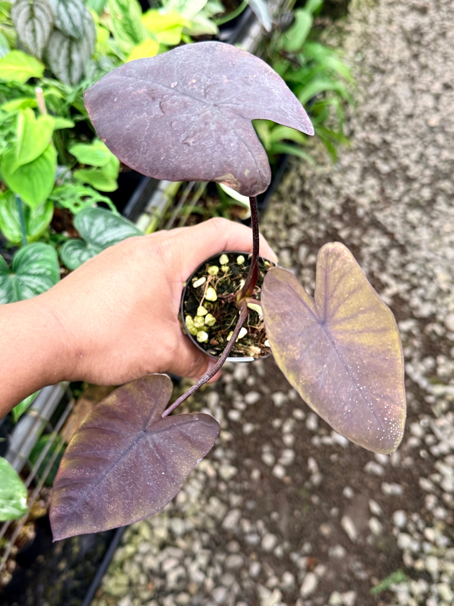 Colocasia 'Streak Back' I64