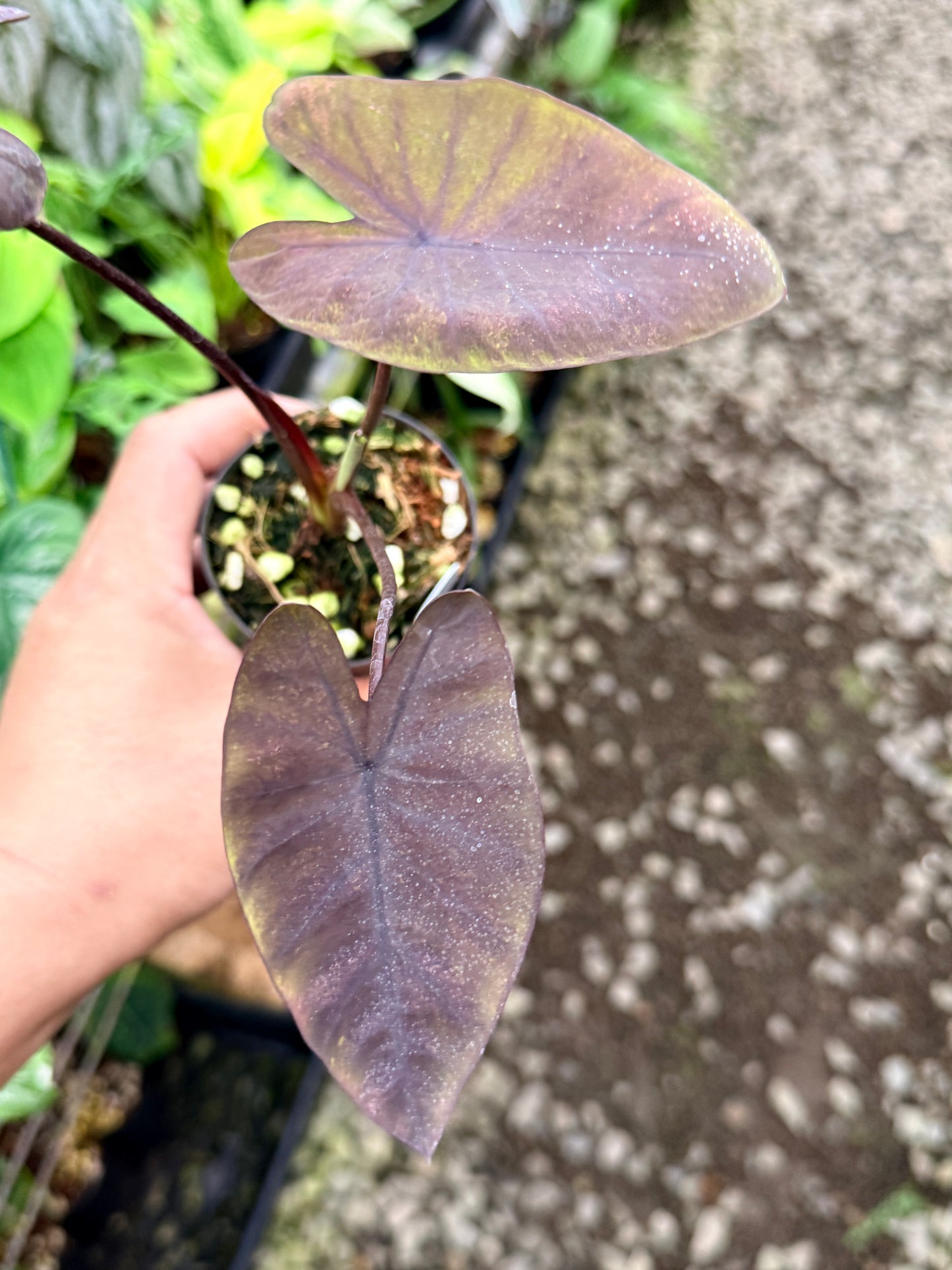 Colocasia 'Streak Back' I64