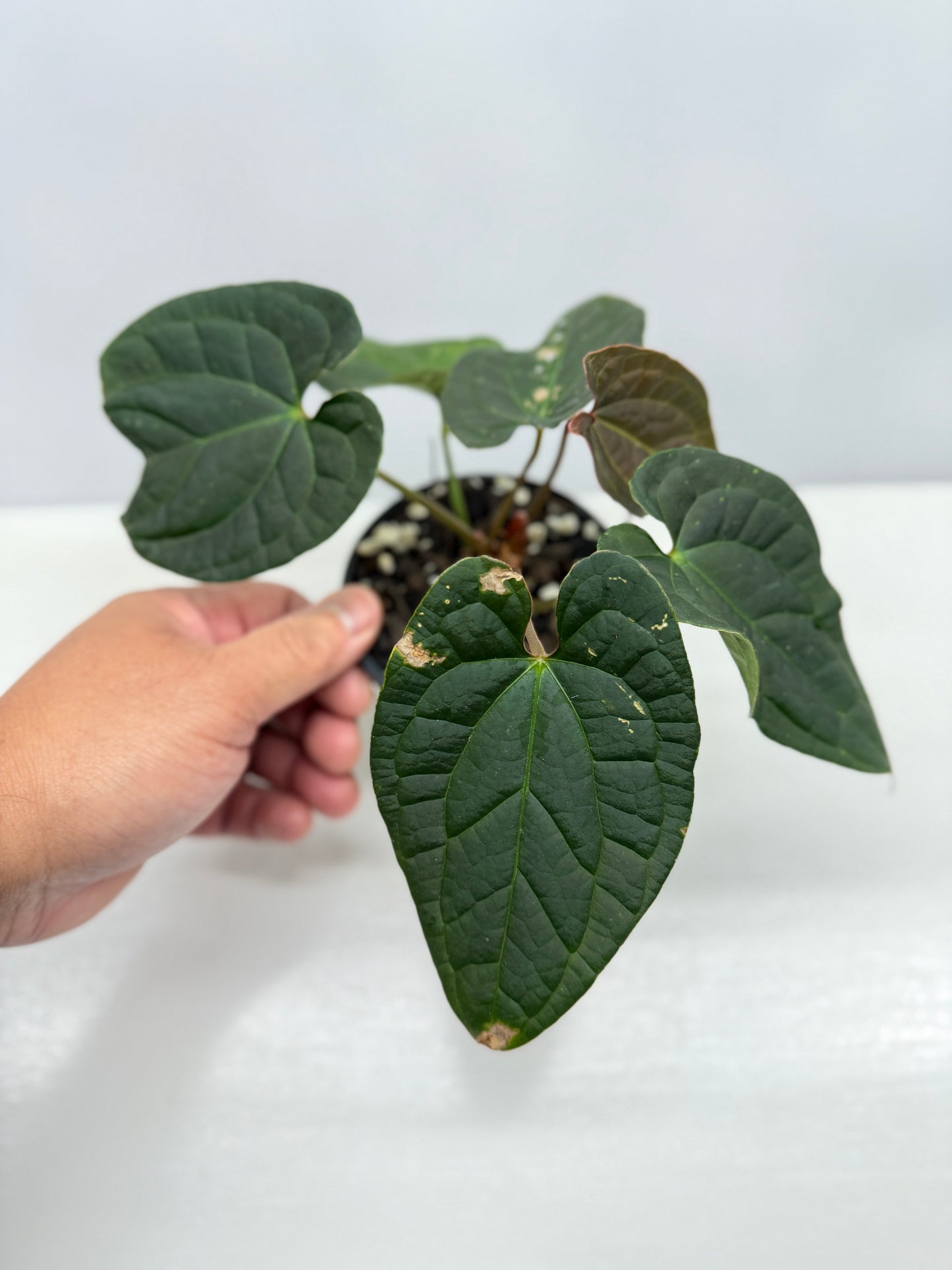 Anthurium Luxurians x Crystallinum Z6