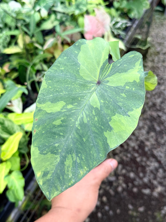Colocasia 'Lemon Lime Gecko' R69