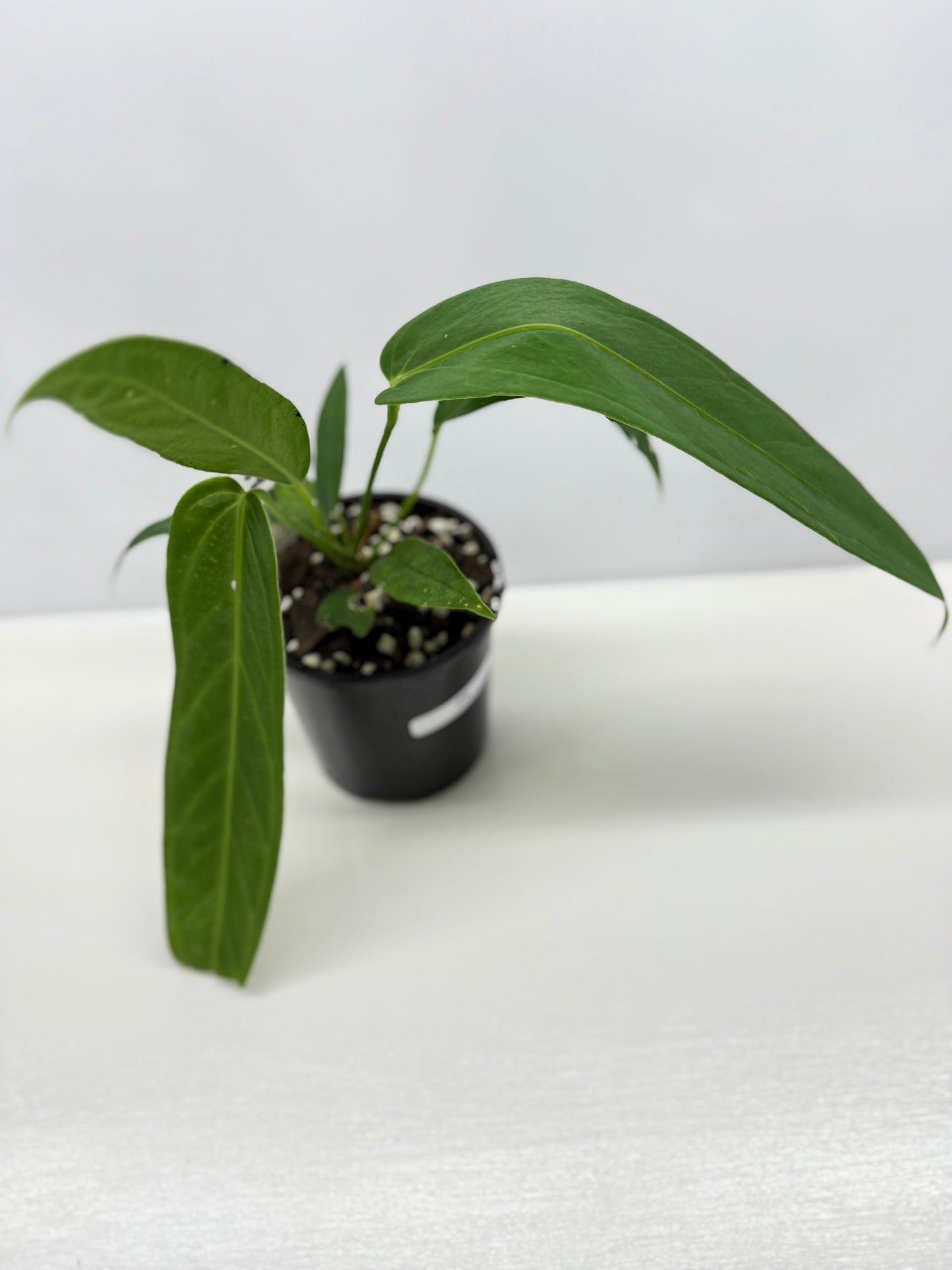 Anthurium Warocqueanum x Panamense Z9