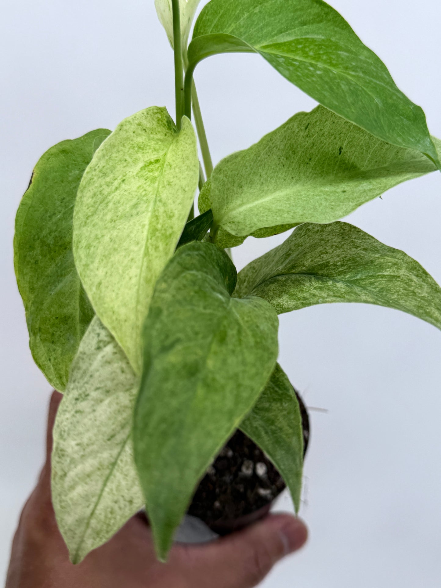 Monstera laniata Mint Variegated R8