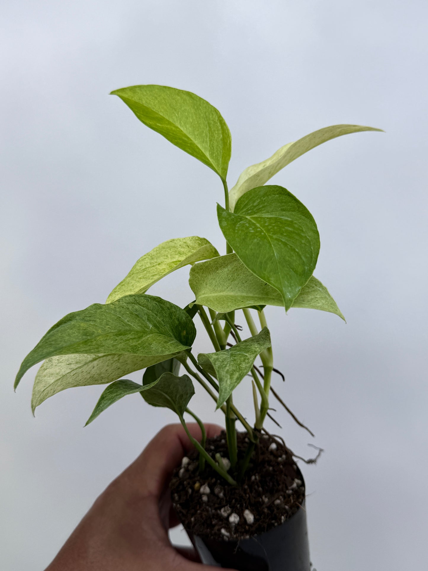 Monstera laniata Mint Variegated R8
