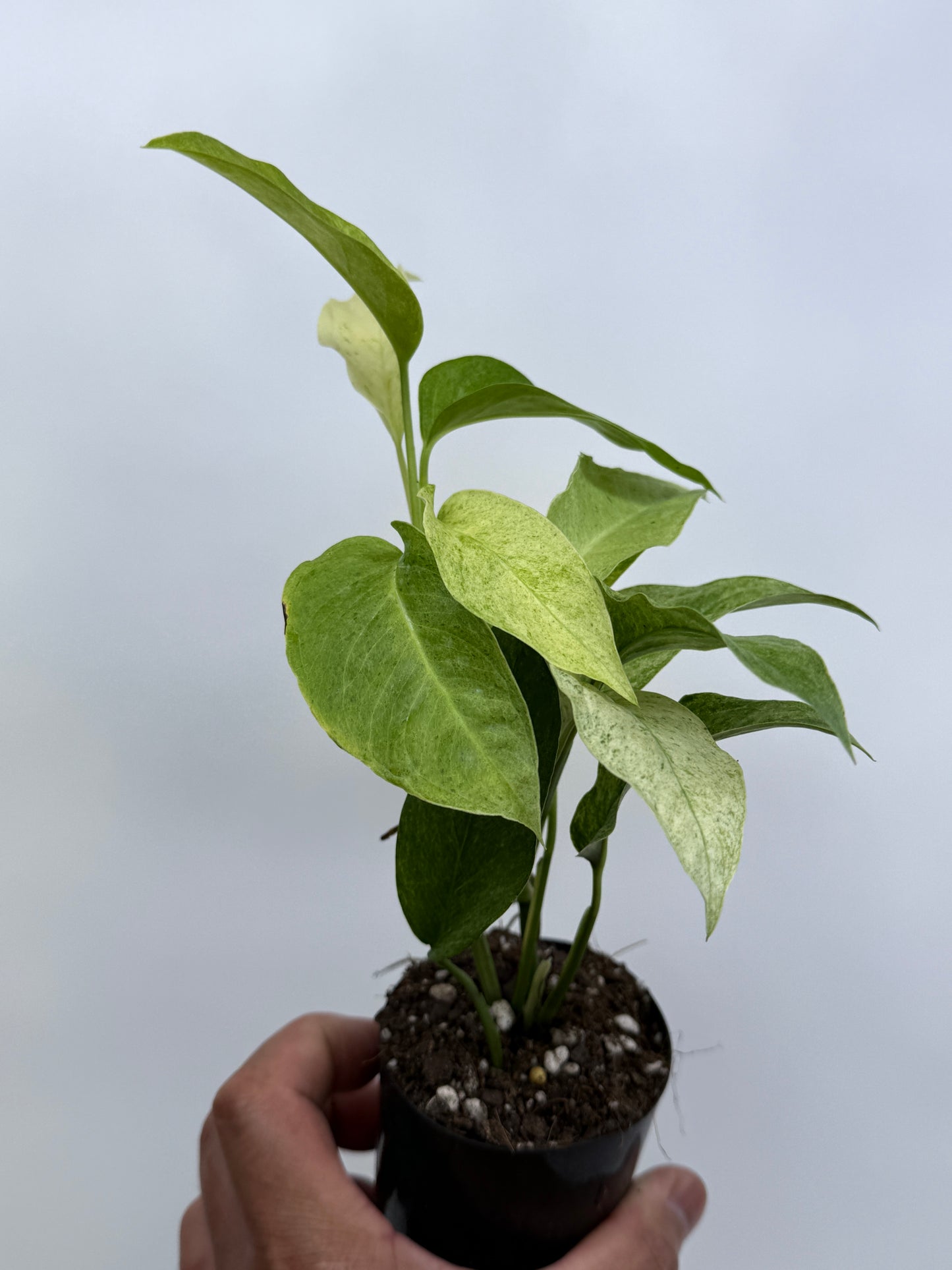 Monstera laniata Mint Variegated R8