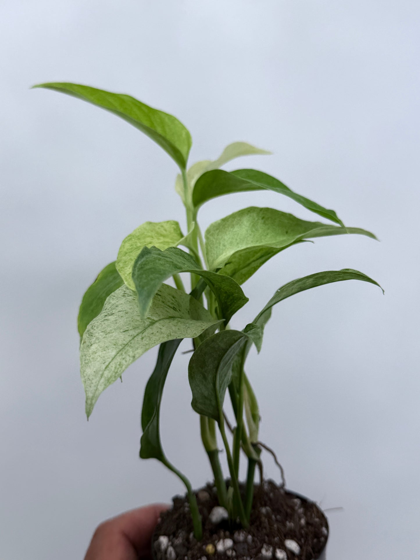 Monstera laniata Mint Variegated R8