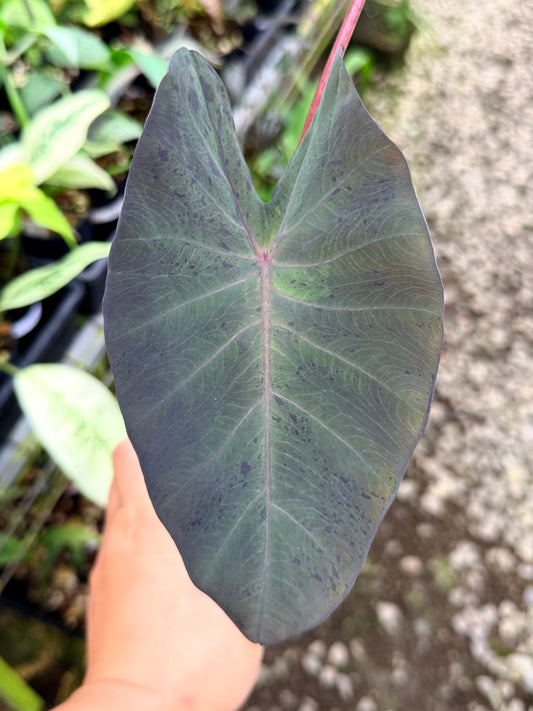 Colocasia 'Black Marble' i63