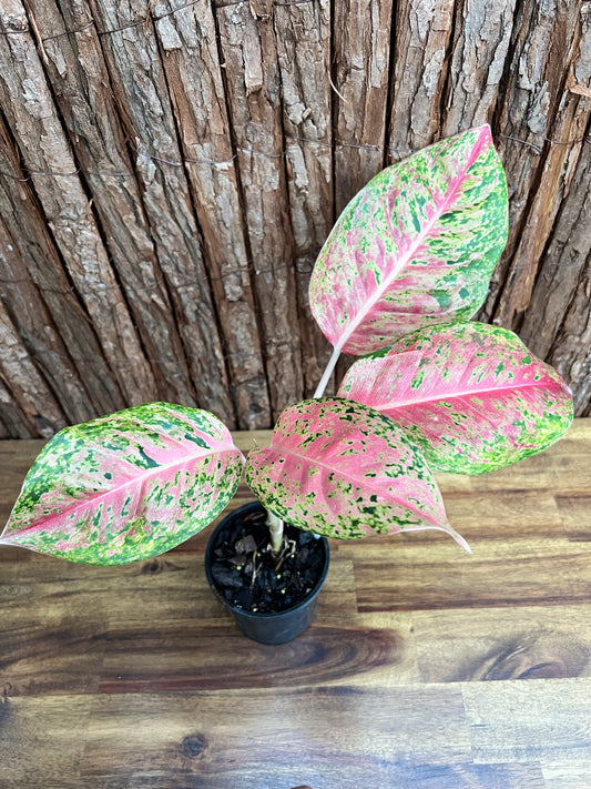 Aglaonema Rainbow - Rarely Offered C147