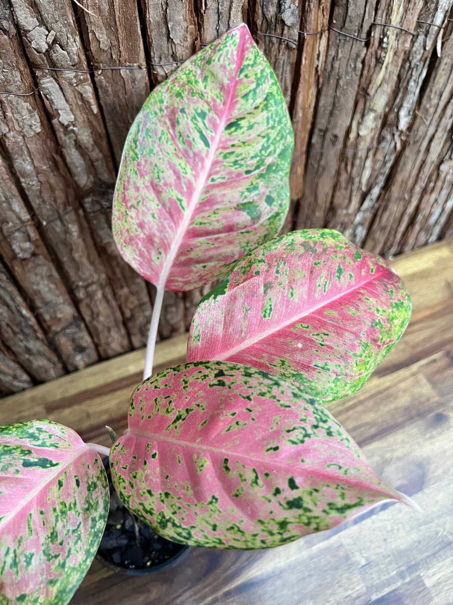 Aglaonema Rainbow - Rarely Offered C147