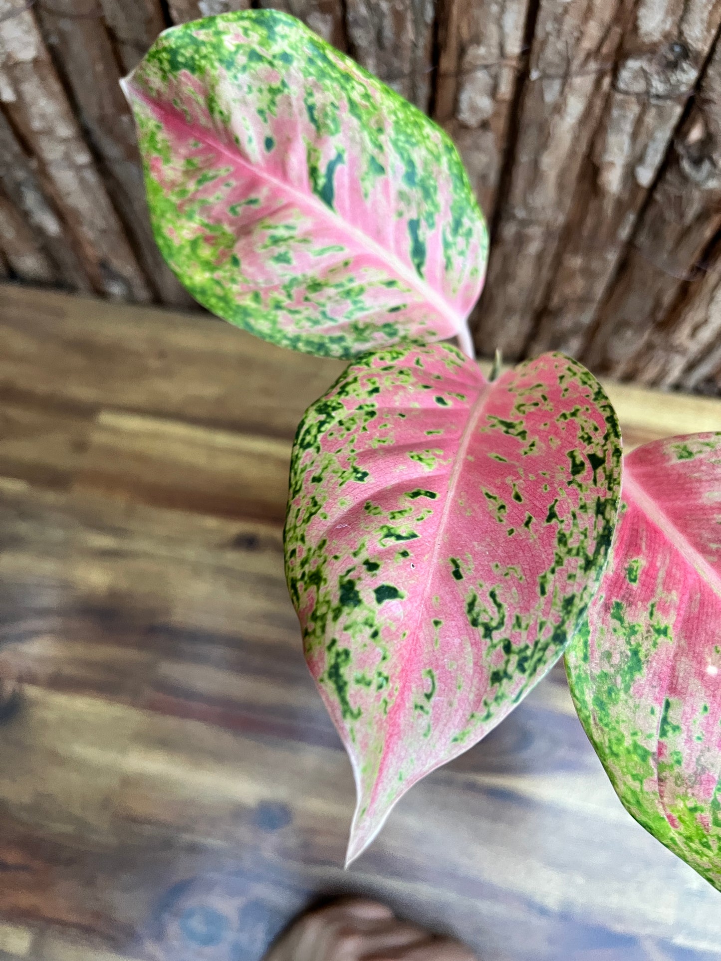 Aglaonema Rainbow - Rarely Offered C147