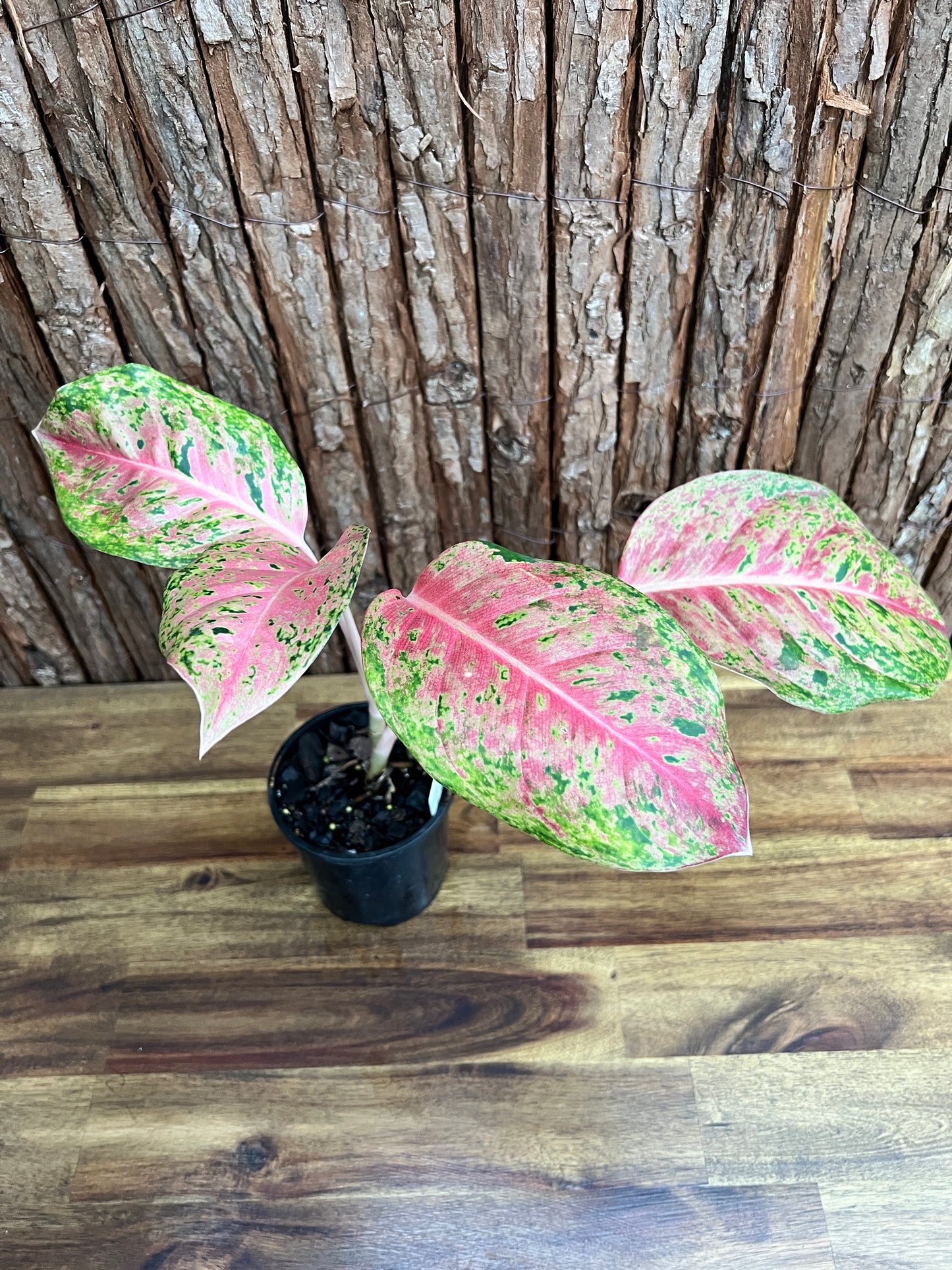 Aglaonema Rainbow - Rarely Offered C147