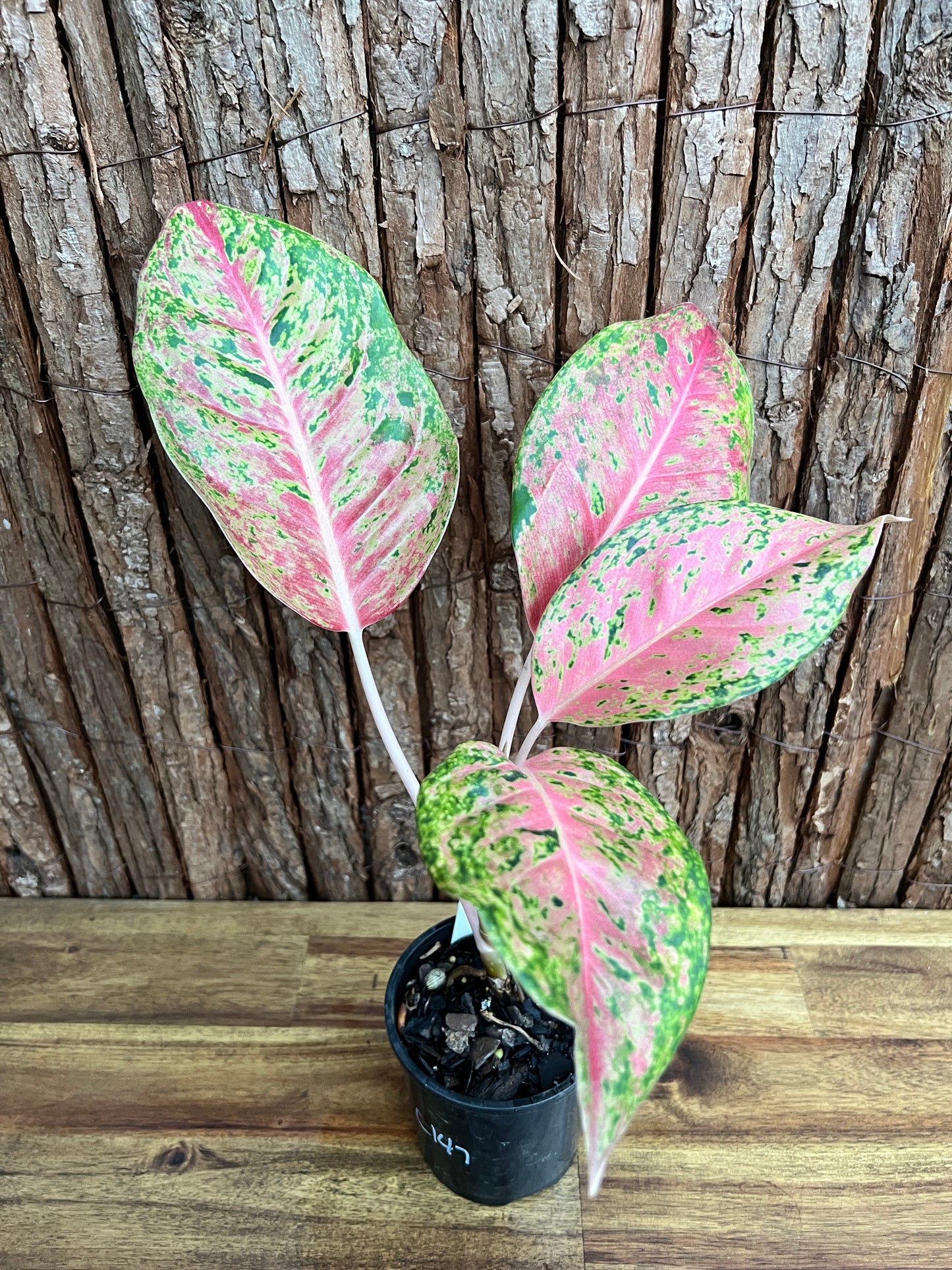 Aglaonema Rainbow - Rarely Offered C147