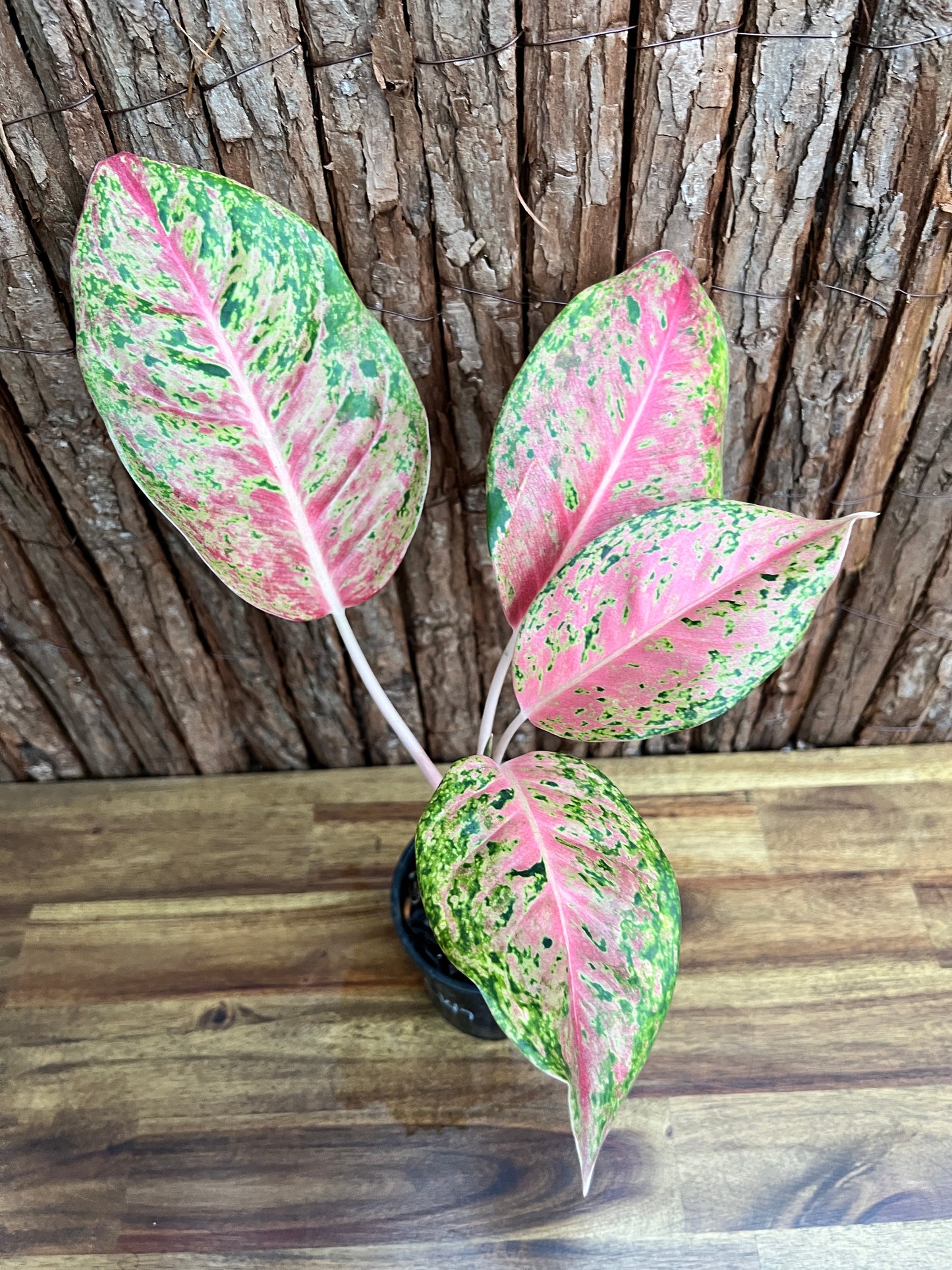 Aglaonema Rainbow - Rarely Offered C147