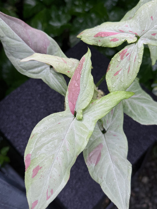 Syngonium 'Pink Salmon' K43