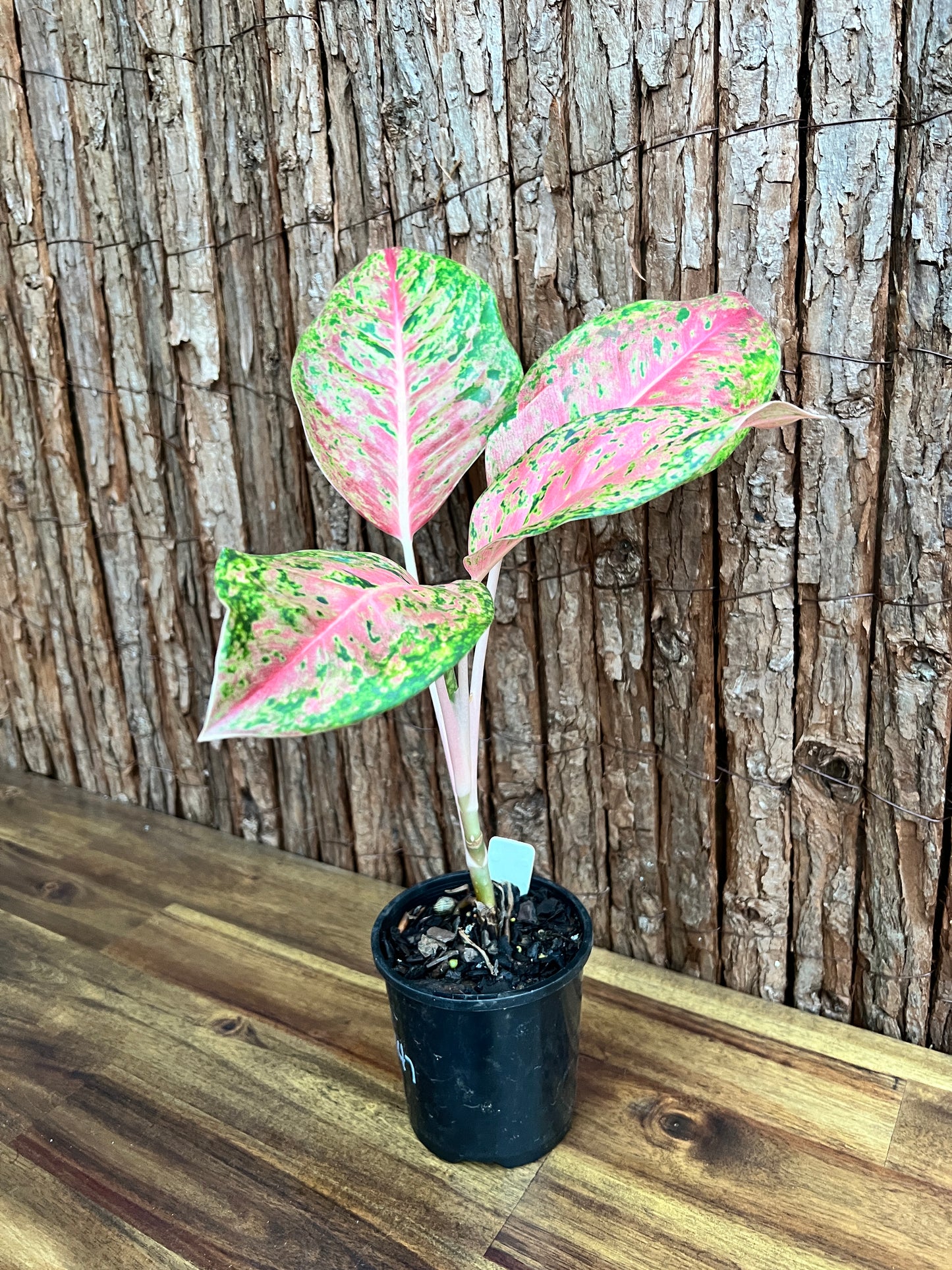 Aglaonema Rainbow - Rarely Offered C147