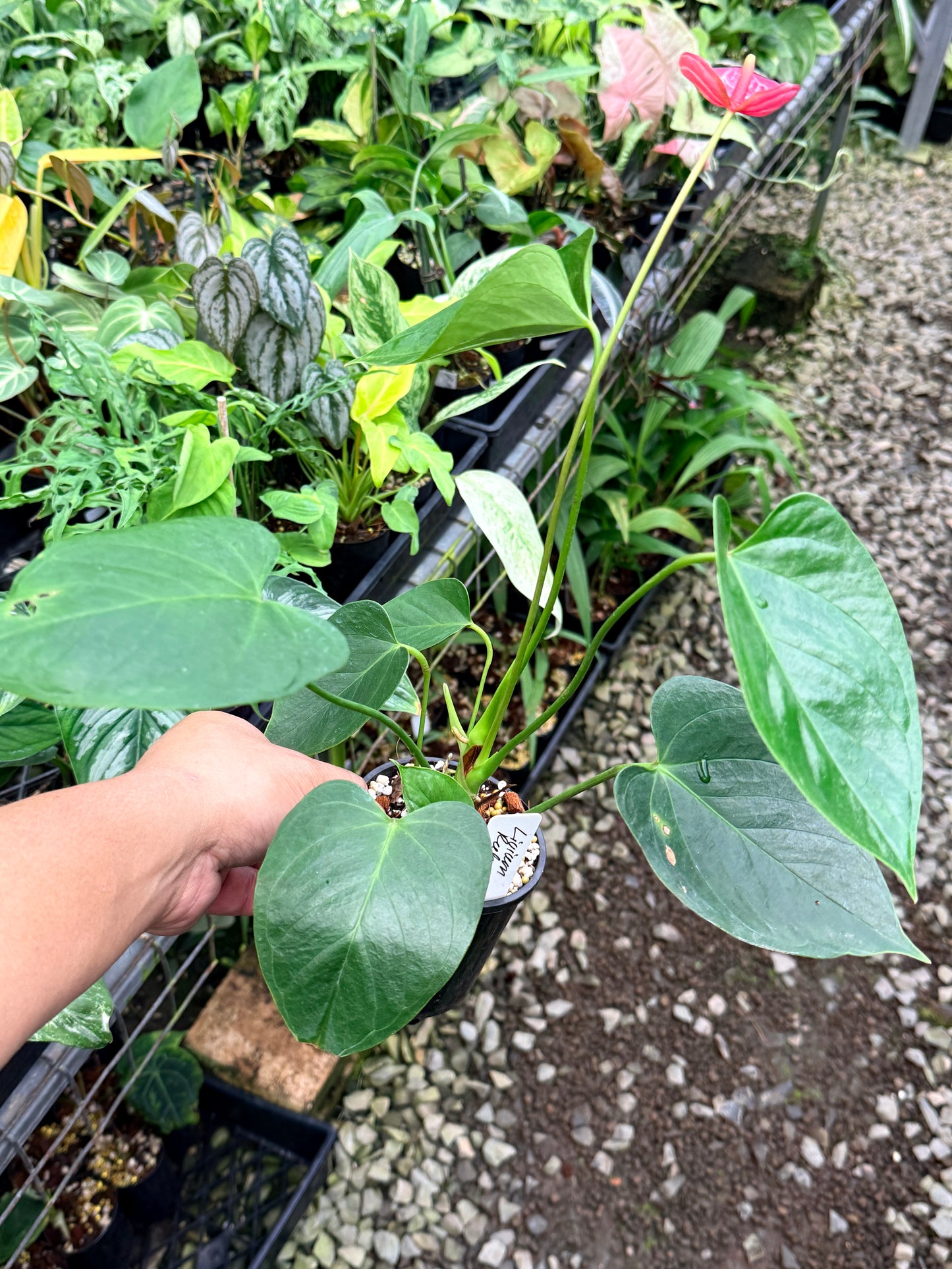 Anthurium 'Livium Ruby' R41