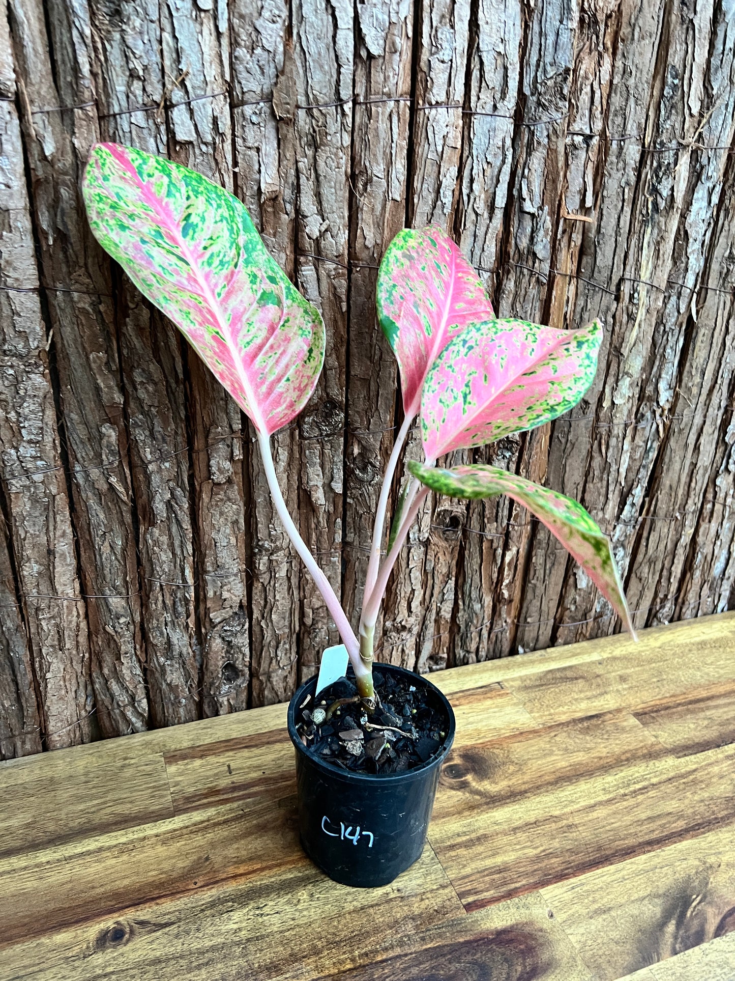 Aglaonema Rainbow - Rarely Offered C147