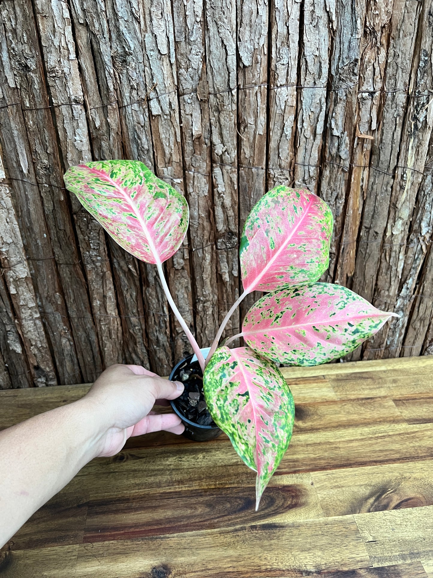 Aglaonema Rainbow - Rarely Offered C147