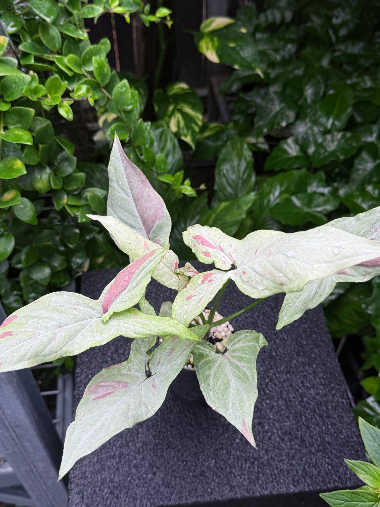 Syngonium 'Pink Salmon' K43