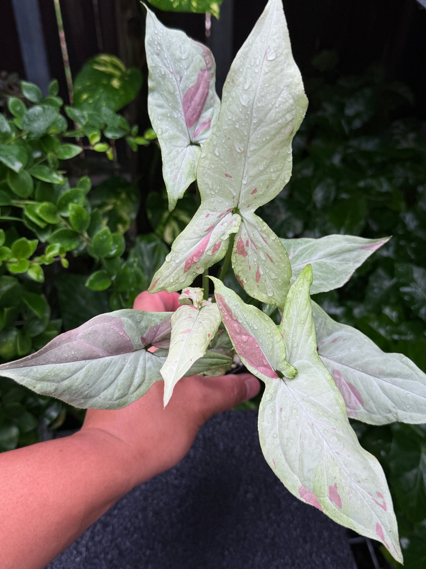 Syngonium 'Pink Salmon' K43