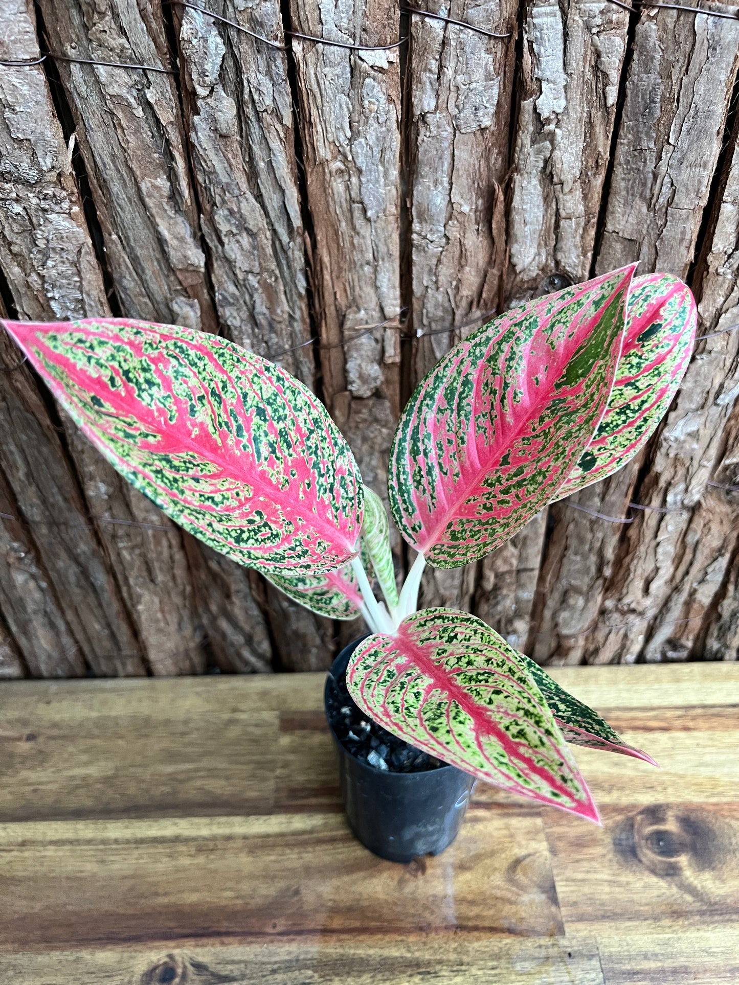 Aglaonema Mutated Red Boxer - Rarely Offered C148