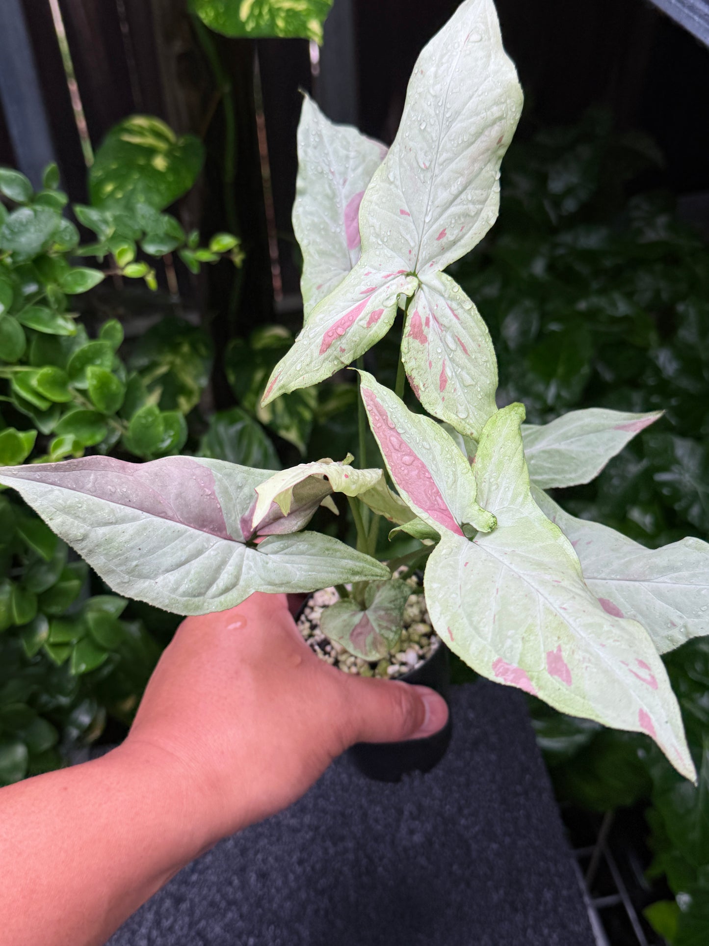 Syngonium 'Pink Salmon' K43